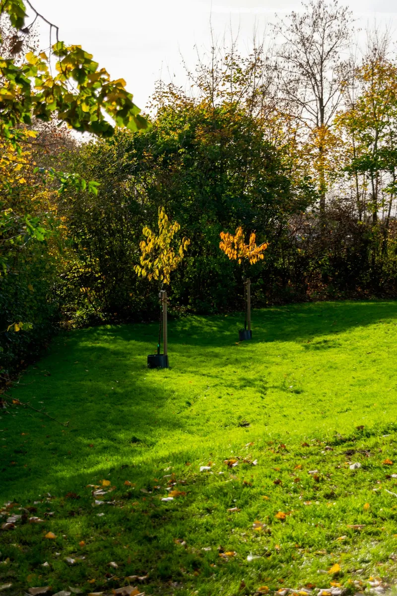 Slik planter du frukttrær riktig